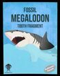 Real Fossil Megalodon Partial Tooth - 3 - 4" - Photo 4